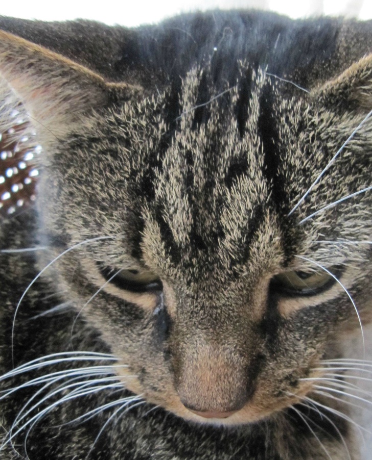 31 chats aux robes les plus insolites de tous les temps (nouvelles images) Chats-taches-etranges-droles-010