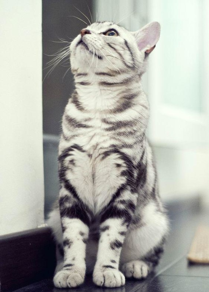31 chats aux robes les plus insolites de tous les temps (nouvelles images) Chats-taches-etranges-droles-015