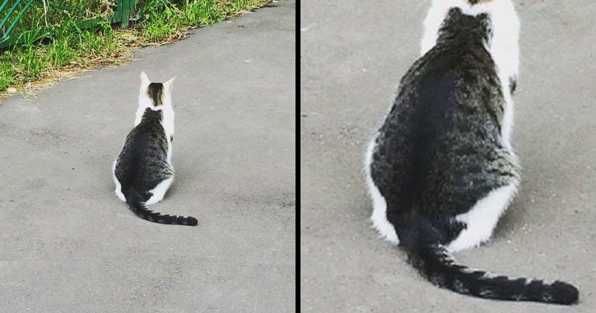 31 Chats Aux Robes Les Plus Insolites De Tous Les Temps Nouvelles Images Ipnoze