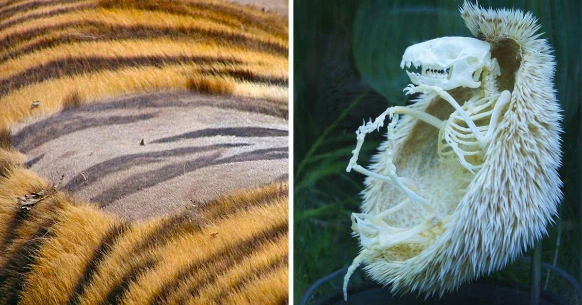 24 images révélatrices qui prouvent que la nature regorge de mystères