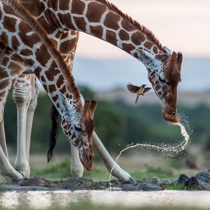 30 plus belles photos du concours de photographie Instagram de National Geographic ! By Ipnoze.com Concours-photographie-instagram-national-geographic-011