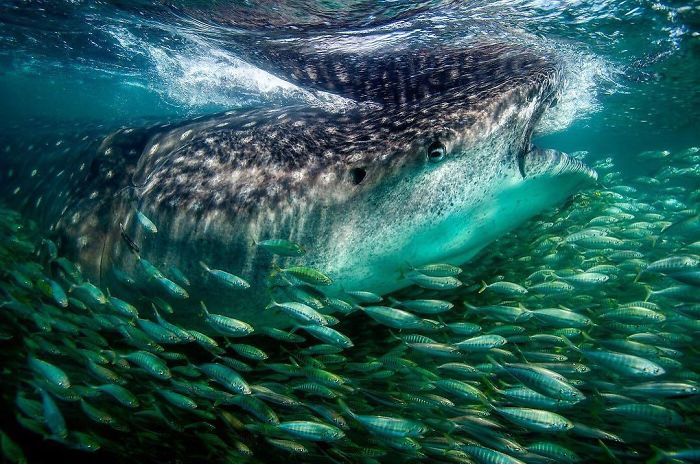 30 plus belles photos du concours de photographie Instagram de National Geographic ! By Ipnoze.com Concours-photographie-instagram-national-geographic-019