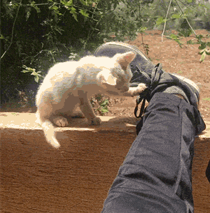 Un Gars S Est Reveille D Une Sieste Et A Trouve Un Chaton Errant Endormi Sur Son Ventre Alors Il A Decide De Le Garder Ipnoze