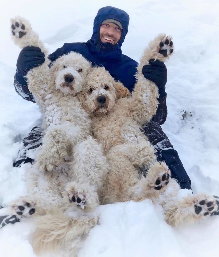 33 Goldendoodles Adorables Qui Prouvent Quils Sont Juste De