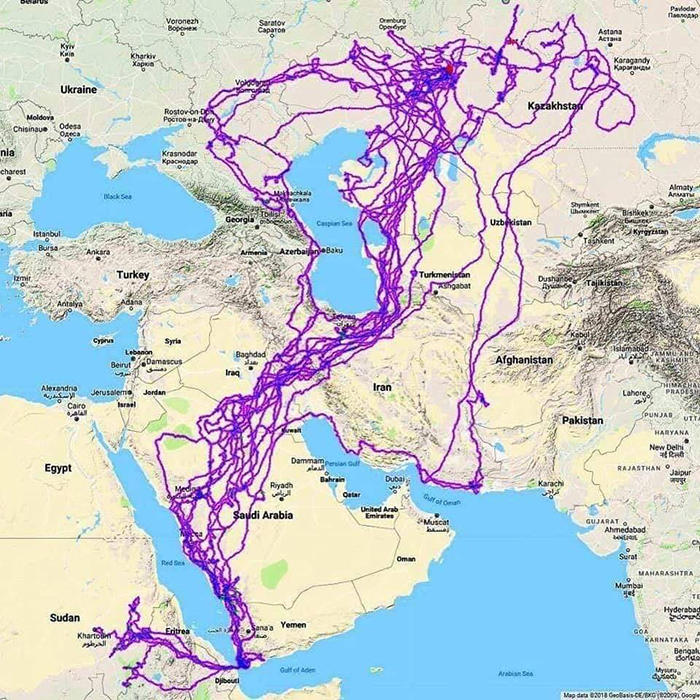 Cette carte montre tous les endroits qu’un aigle a visités en 20 ans et les gens se demandent pourquoi il est resté loin de la mer