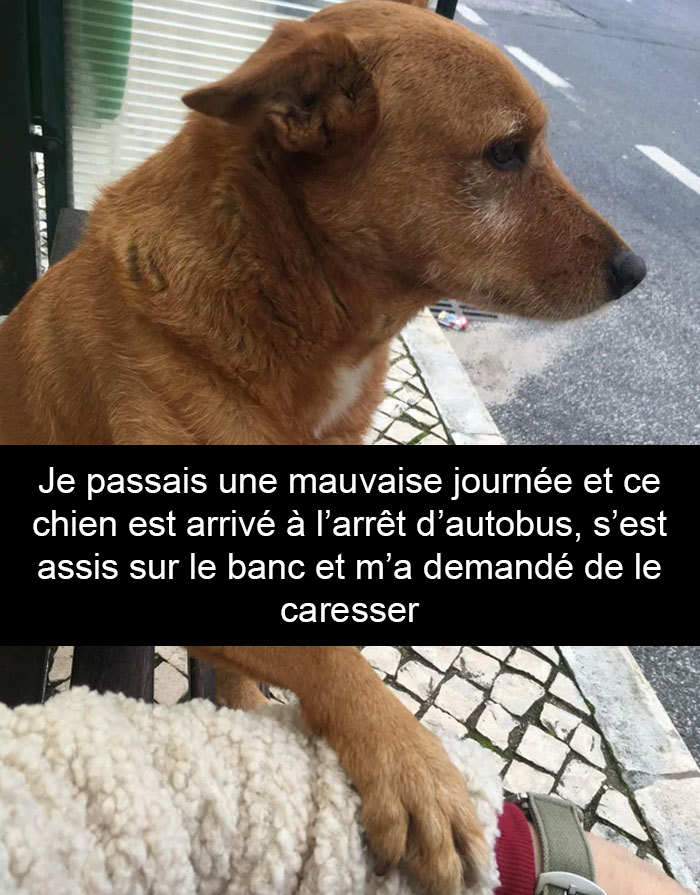 26 photos de chiens avec des légendes drôles et adorables qui vont égayer votre journée ipnoze
