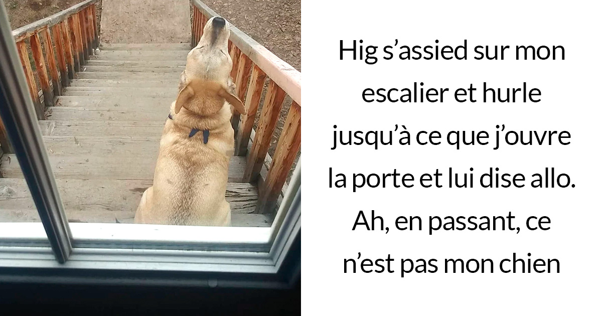 26 photos de chiens avec des légendes drôles et adorables qui vont égayer votre journée