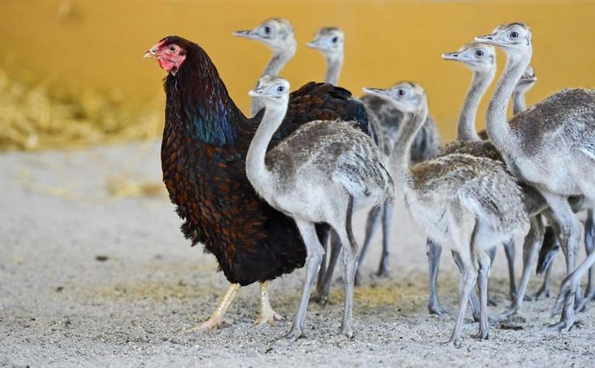 22 photos qui prouvent que les poules sont les meilleures mamans du monde animal