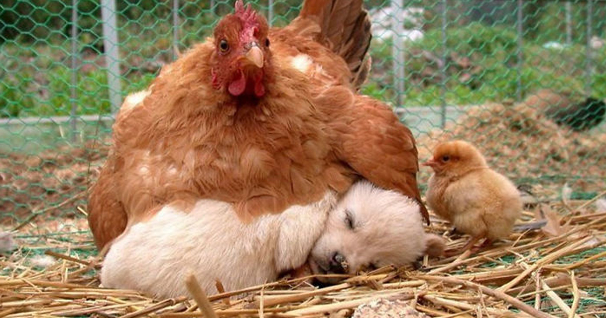 22 photos qui prouvent que les poules sont les meilleures mamans du monde animal