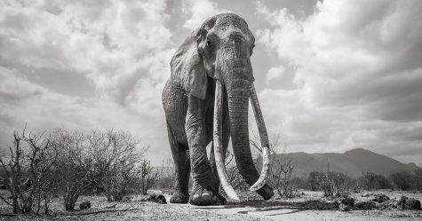 Les dernières photos de la légendaire « reine des éléphants » avant sa mort