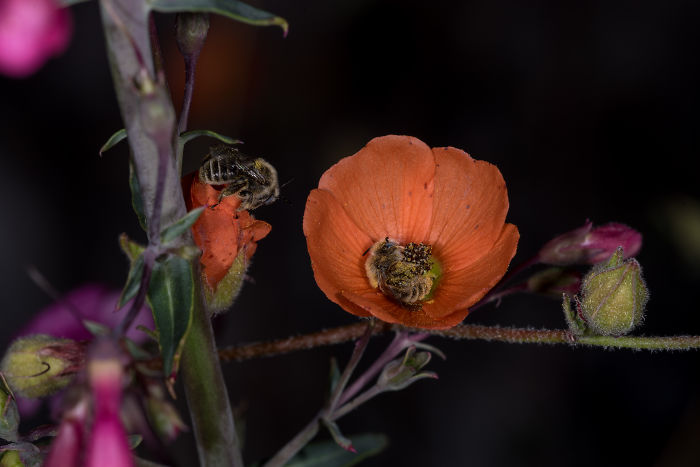 Il existe une espèce d’abeille qui dort dans les fleurs et c’est aussi mignon que ça en a l’air