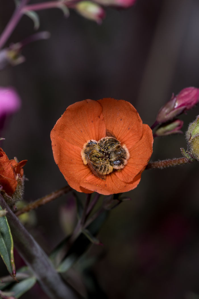 Il existe une espèce d’abeille qui dort dans les fleurs et c’est aussi mignon que ça en a l’air