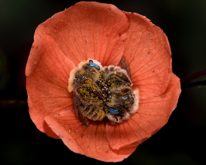 Il existe une espèce d’abeille qui dort dans les fleurs et c’est aussi mignon que ça en a l’air