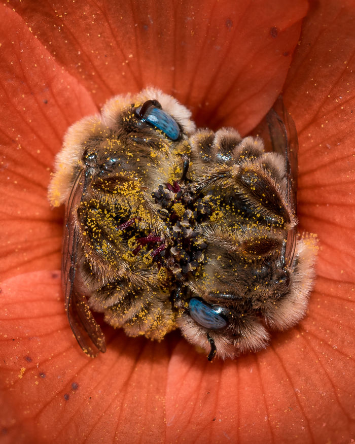 Il existe une espèce d’abeille qui dort dans les fleurs et c’est aussi mignon que ça en a l’air