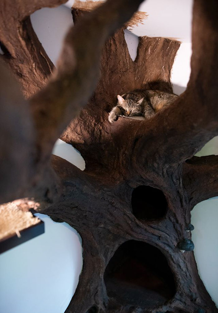 Un homme a créé un arbre artificiel d’intérieur pour un chat et le maître l’adore