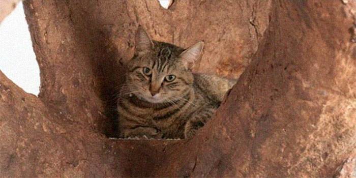 Un homme a créé un arbre artificiel d’intérieur pour un chat et le maître l’adore