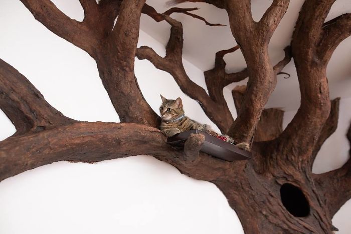 Un homme a créé un arbre artificiel d’intérieur pour un chat et le maître l’adore