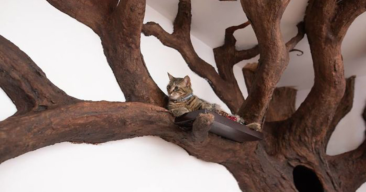 Un homme a créé un arbre artificiel d’intérieur pour un chat et le maître l’adore