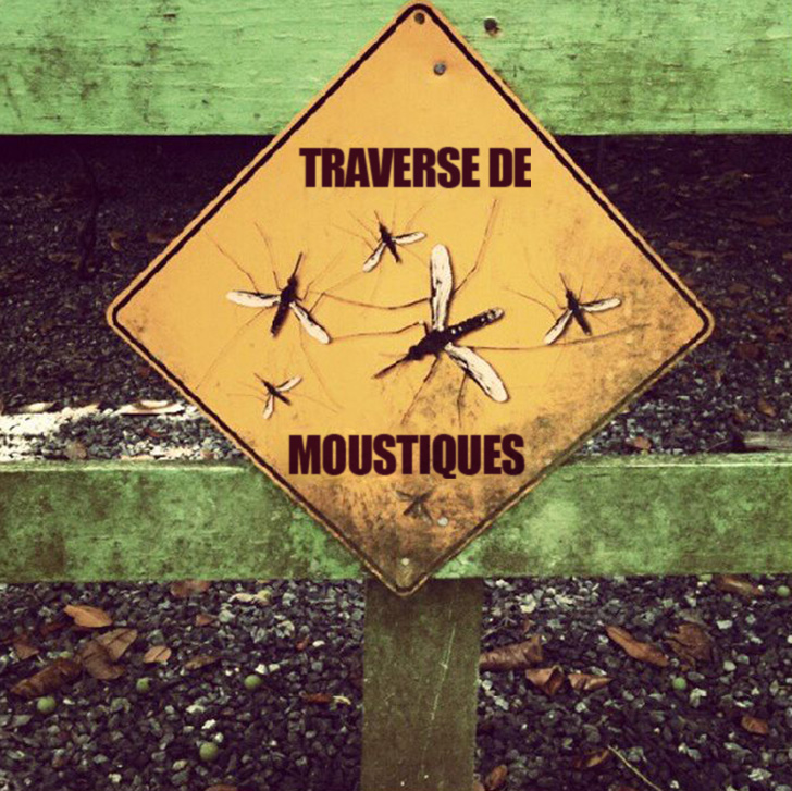 6 astuces naturelles pour éloigner les moustiques de votre corps