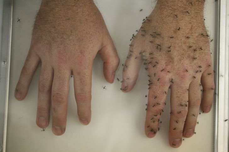 6 astuces naturelles pour éloigner les moustiques de votre corps