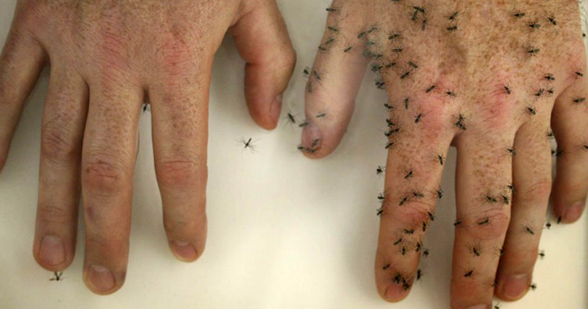6 astuces naturelles pour éloigner les moustiques de votre corps