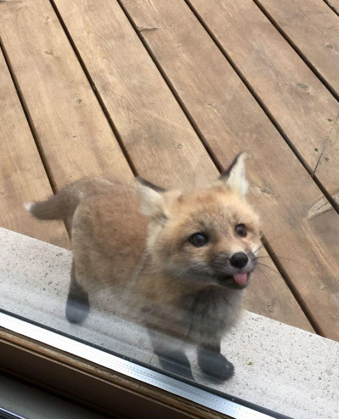 Des Bebes Renards Sont Apparus Chez Cette Personne Et Leurs Photos Sont Adorables Ipnoze