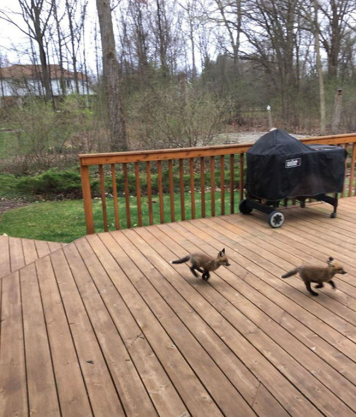Des bébés renards sont apparus chez cette personne et leurs photos sont adorables