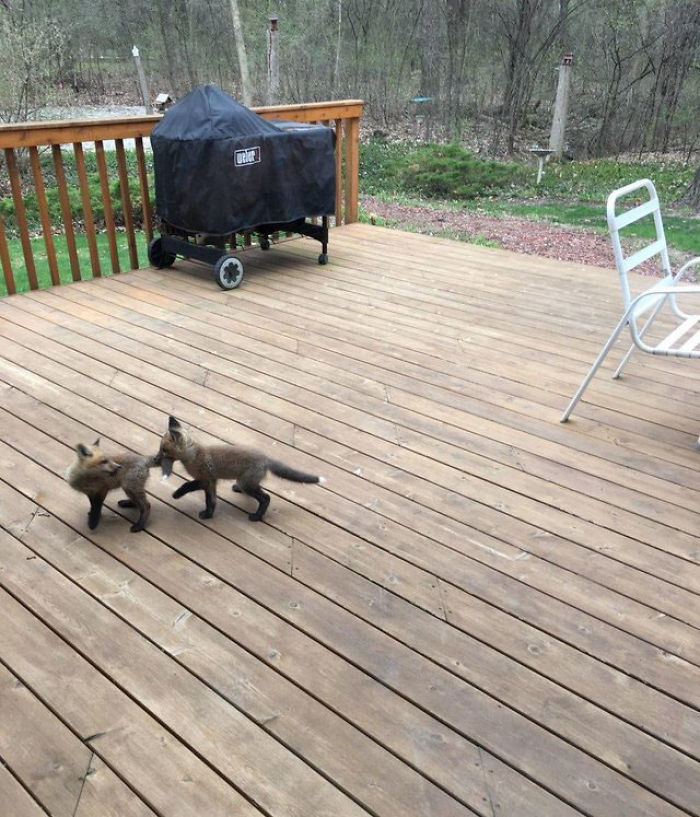 Des bébés renards sont apparus chez cette personne et leurs photos sont adorables