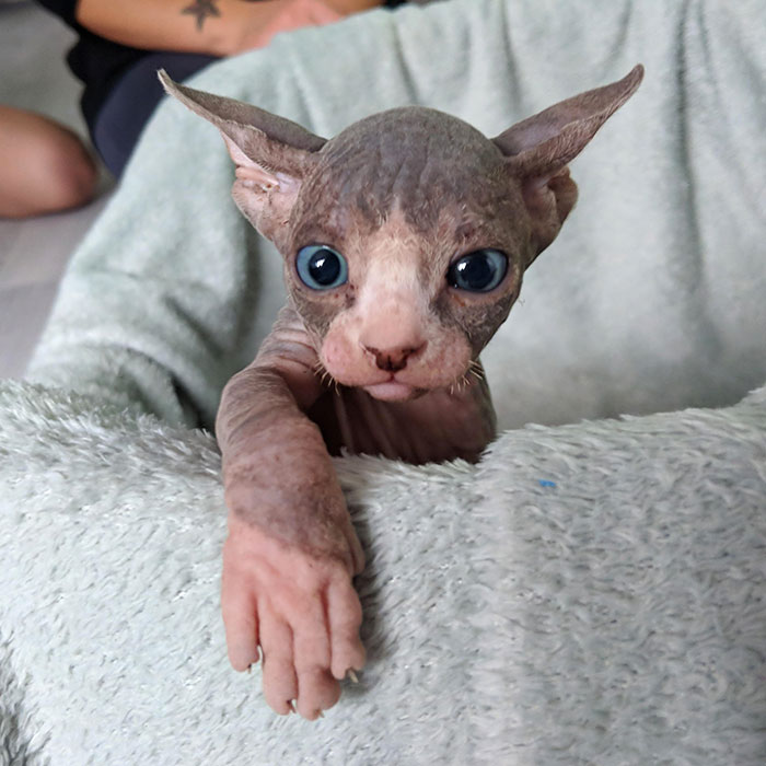 22 Photos De Chatons Sphynx Adorables Pour Faire Changer D Avis Tous Ceux Qui Les Detestent Ipnoze