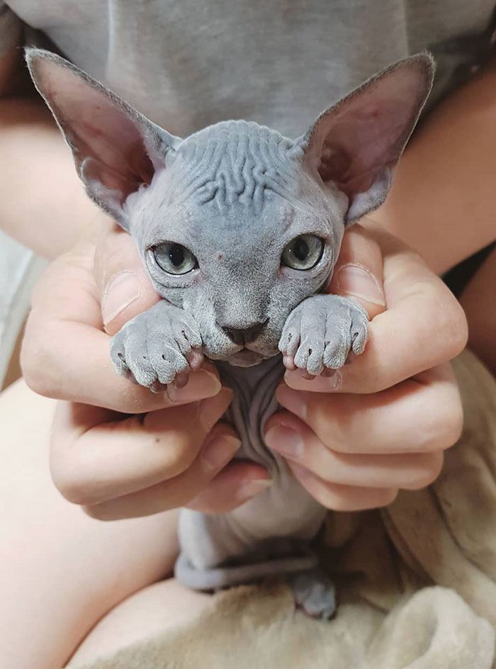 22 Photos De Chatons Sphynx Adorables Pour Faire Changer D Avis Tous Ceux Qui Les Detestent Ipnoze