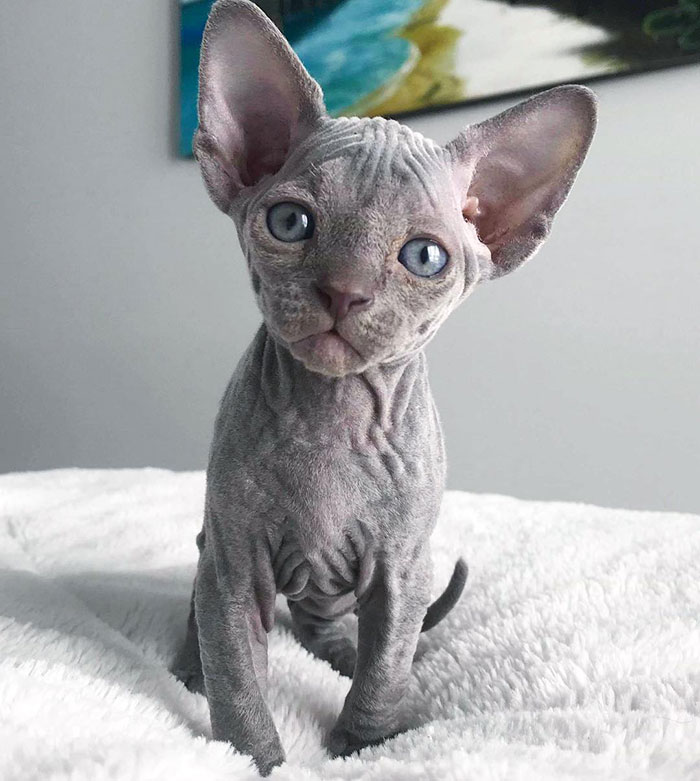 22 Photos De Chatons Sphynx Adorables Pour Faire Changer D Avis Tous Ceux Qui Les Detestent Ipnoze