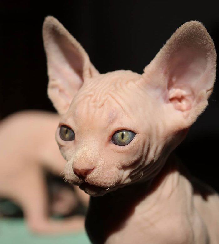 22 Photos De Chatons Sphynx Adorables Pour Faire Changer D Avis Tous Ceux Qui Les Detestent Ipnoze