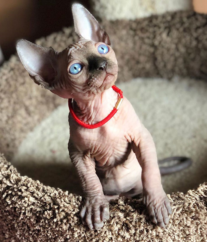 22 Photos De Chatons Sphynx Adorables Pour Faire Changer D Avis Tous Ceux Qui Les Detestent Ipnoze