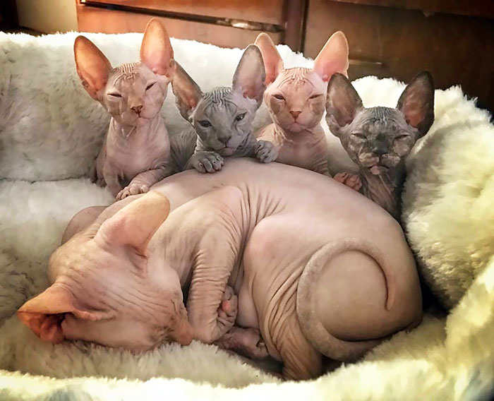 22 Photos De Chatons Sphynx Adorables Pour Faire Changer D Avis Tous Ceux Qui Les Detestent Ipnoze