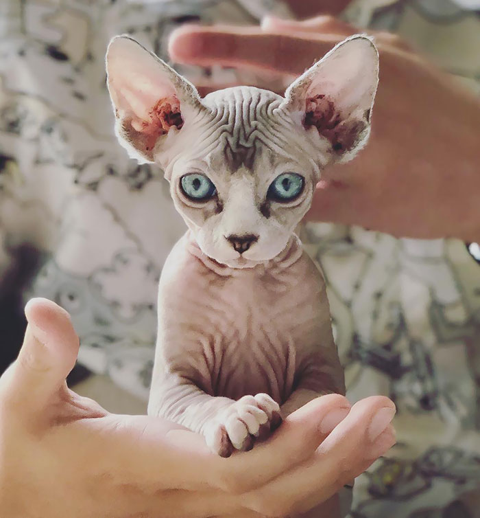 22 Photos De Chatons Sphynx Adorables Pour Faire Changer D Avis Tous Ceux Qui Les Detestent Ipnoze