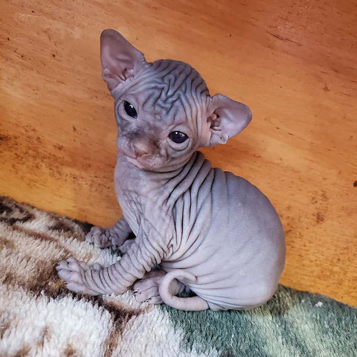 22 Photos De Chatons Sphynx Adorables Pour Faire Changer D Avis Tous Ceux Qui Les Detestent Ipnoze