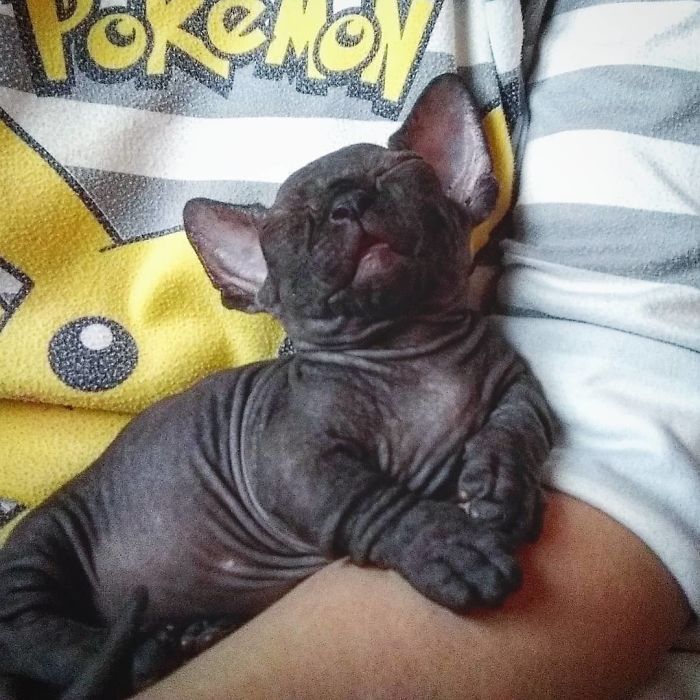 22 Photos De Chatons Sphynx Adorables Pour Faire Changer D Avis Tous Ceux Qui Les Detestent Ipnoze