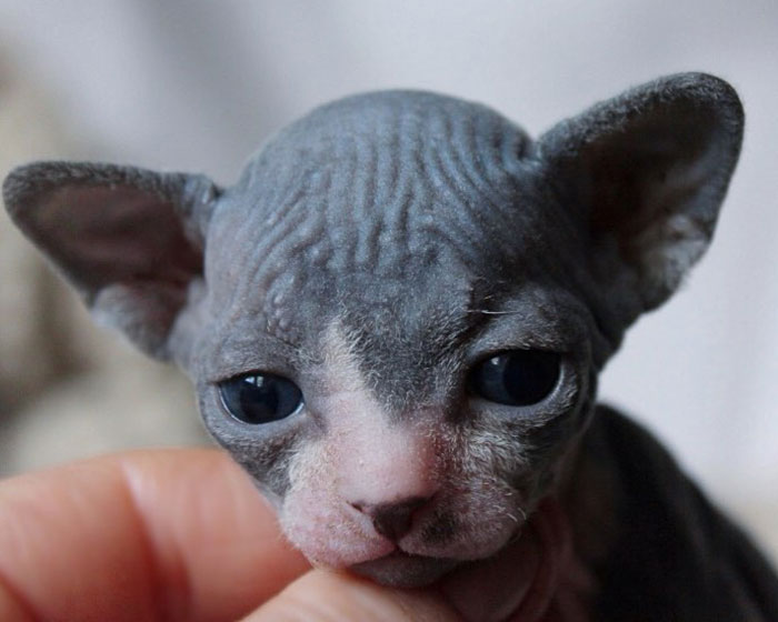 22 Photos De Chatons Sphynx Adorables Pour Faire Changer D Avis Tous Ceux Qui Les Detestent Ipnoze