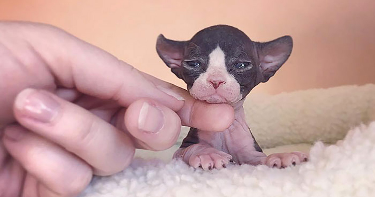 22 Photos De Chatons Sphynx Adorables Pour Faire Changer D Avis Tous Ceux Qui Les Detestent Ipnoze