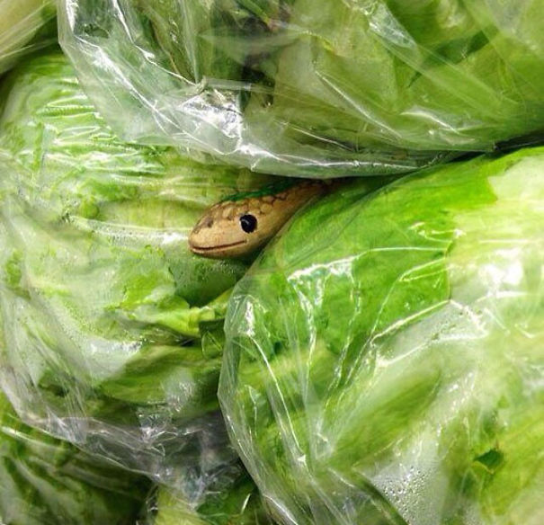 22 blagues hilarantes pour le poisson d’avril