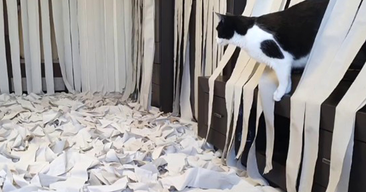 Télécharger gratuitement Images Cette Video D Un Chat Qui Devient Fou Dans Une Piece Remplie De le plus cool salutations
