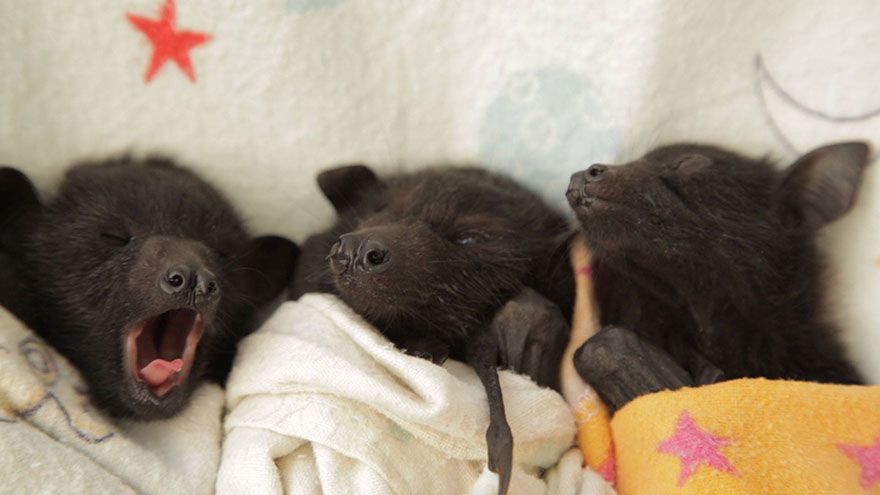 Les bébés chauves-souris orphelins de cet hôpital sont trop adorables (11 images)