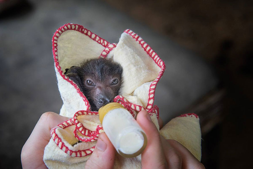 Les bébés chauves-souris orphelins de cet hôpital sont trop adorables (11 images)