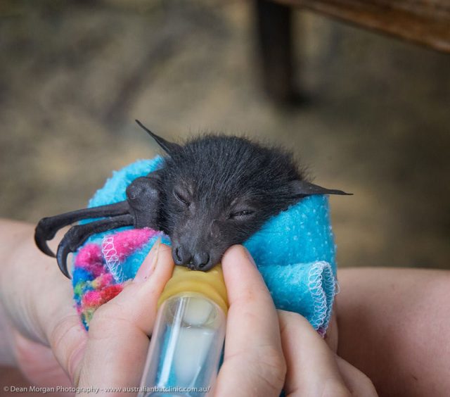 Les B b s Chauves souris Orphelins De Cet H pital Sont Trop Adorables Les B b s Chauves souris Orphelins De Cet H pital Sont Trop Adorables