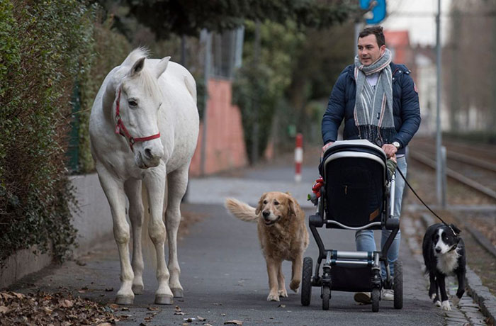 Ce cheval se promène seul tous les jours depuis 14 ans et reçoit des câlins et des friandises des résidents