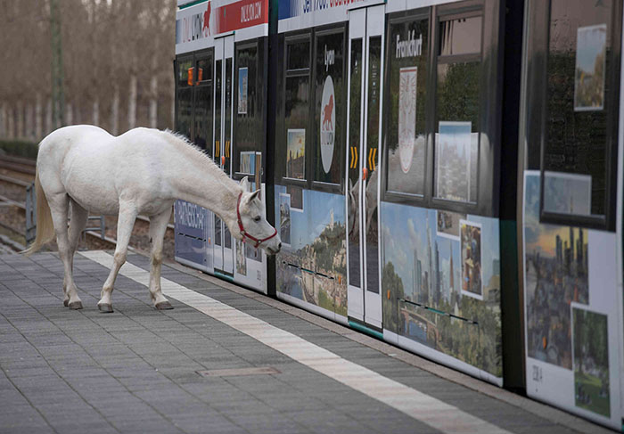 Ce cheval se promène seul tous les jours depuis 14 ans et reçoit des câlins et des friandises des résidents