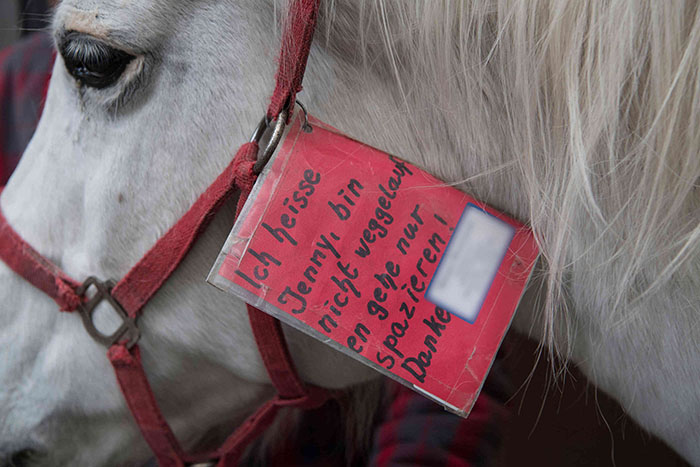 Ce cheval se promène seul tous les jours depuis 14 ans et reçoit des câlins et des friandises des résidents