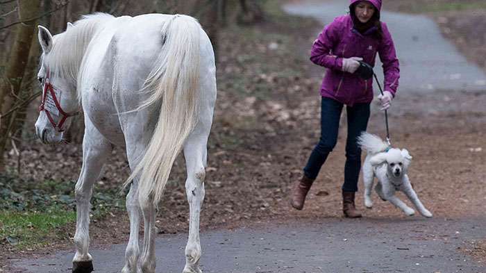 Ce cheval se promène seul tous les jours depuis 14 ans et reçoit des câlins et des friandises des résidents