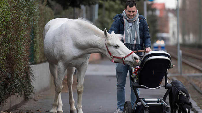 Ce cheval se promène seul tous les jours depuis 14 ans et reçoit des câlins et des friandises des résidents