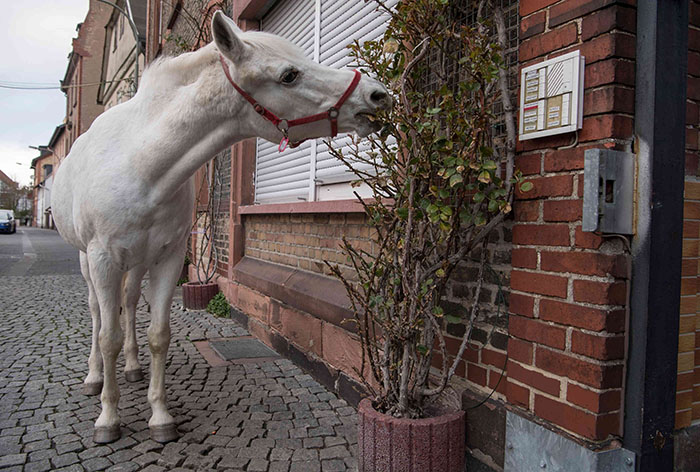 Ce cheval se promène seul tous les jours depuis 14 ans et reçoit des câlins et des friandises des résidents